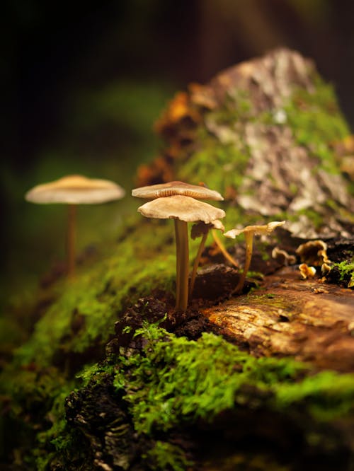 Mushrooms on Mossy Tree Bark