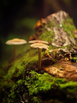 Detailed close-up of mushrooms growing on moss-covered tree bark in a forest setting.