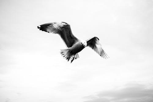 Free Grayscale Photo of a Flying Seagull Stock Photo