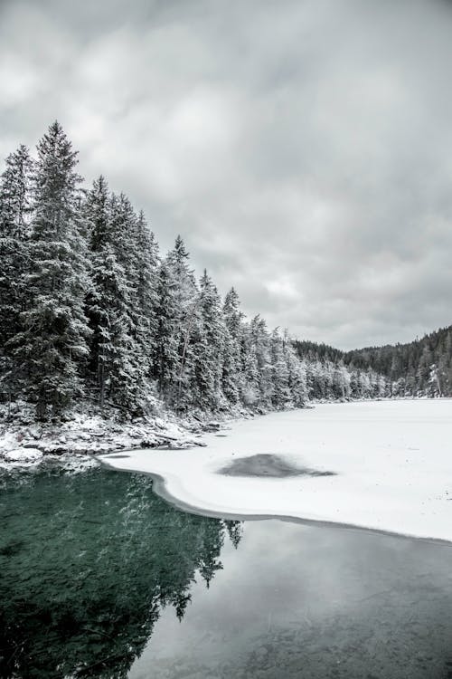 Green Pine Trees Covered With Snow Near Body of Water Under Cloudy Sky