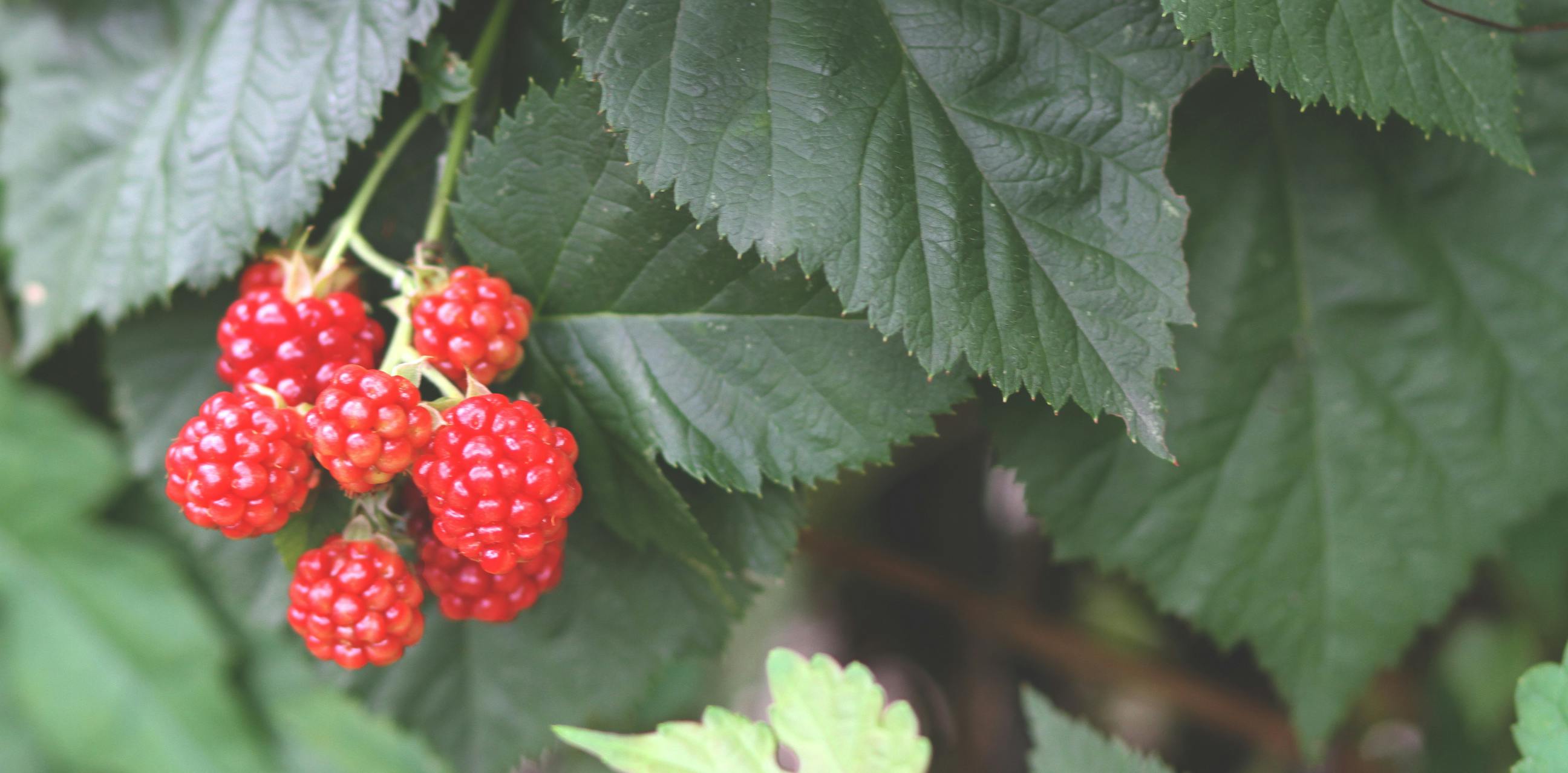 Free stock photo of berry, bush, fruit