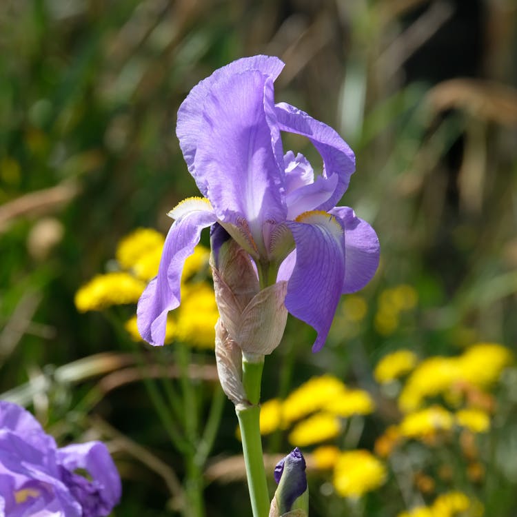 Close-up Of Iris Pallida