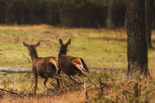 Free stock photo of animal, animal kingdom, animal photography