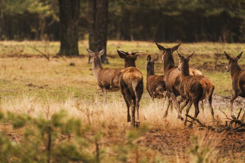 Herd of Deer Running Meadow