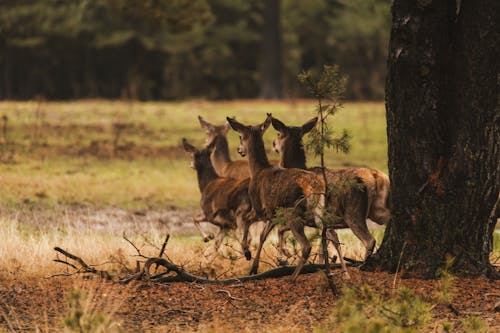 Brown Deer on Brown Field