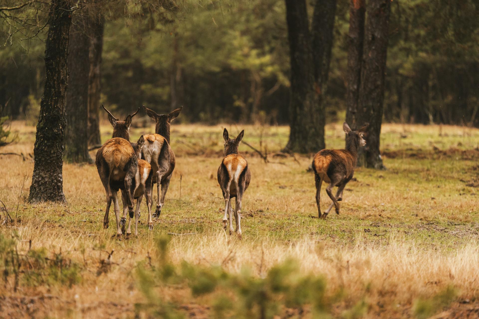 A Herd of Der Running in the Woods