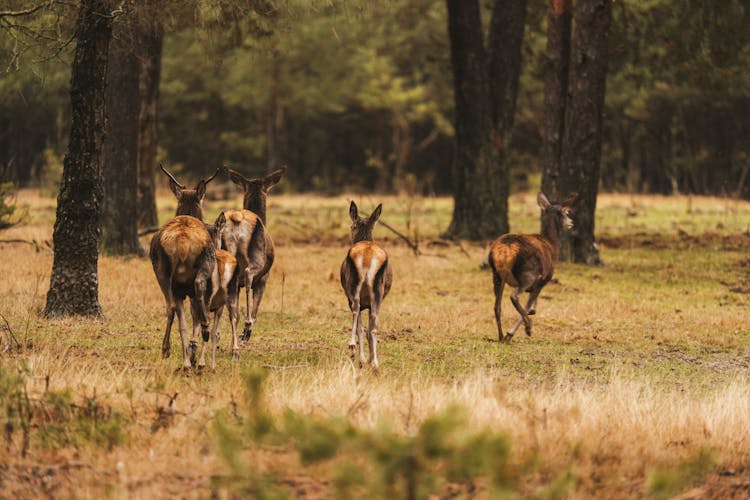 A Herd Of Der Running In The Woods