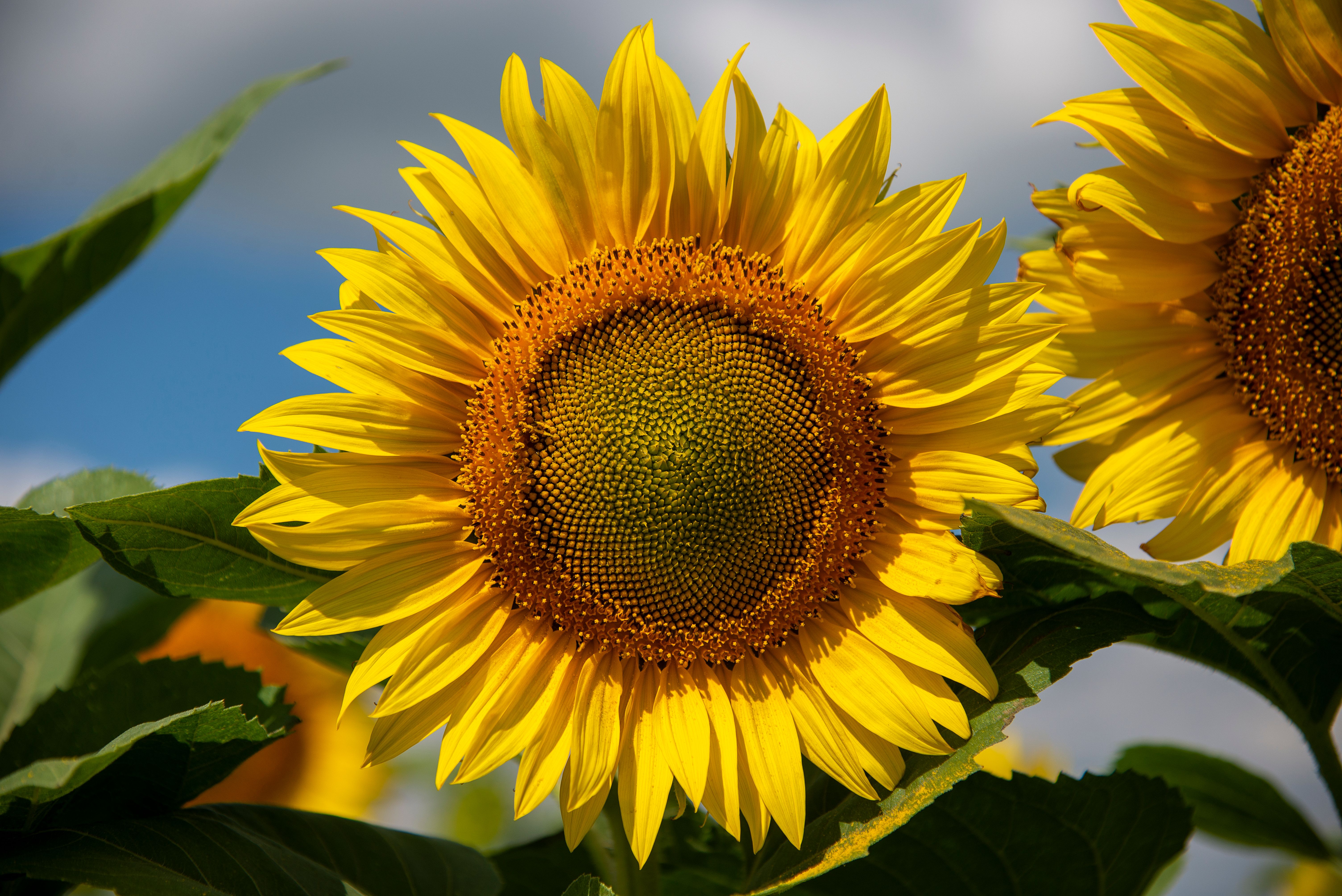Sunflower in Close Up Photography · Free Stock Photo