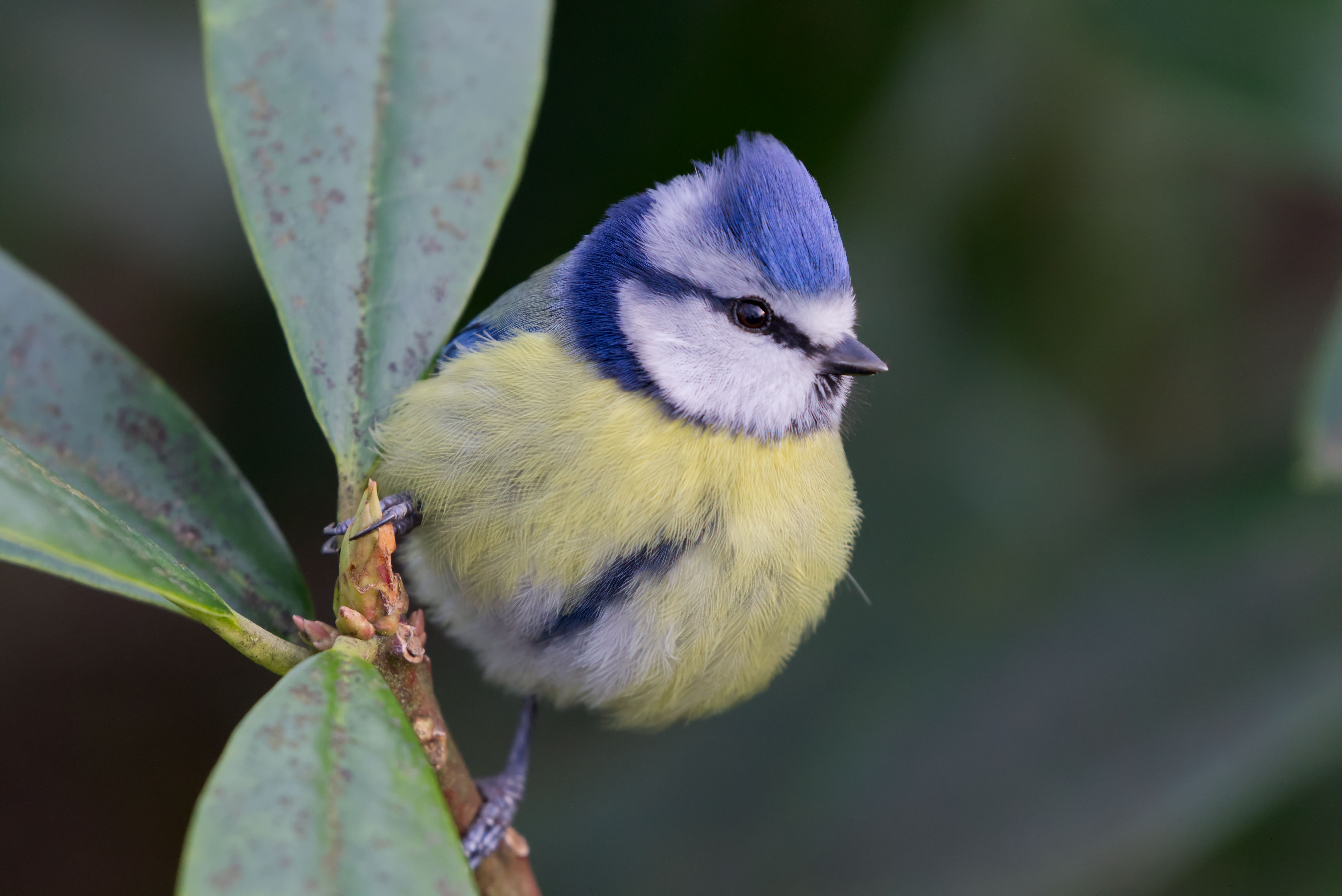 Blue with Yellow Bird Perched on a Stem · Free Stock Photo