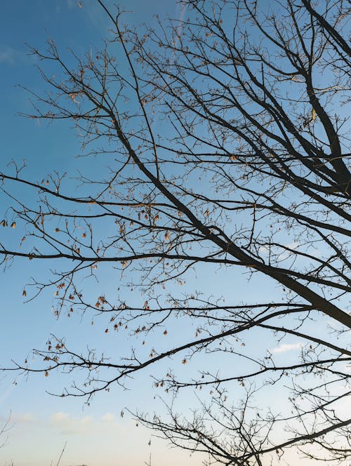 Bare Tree Under Blue Sky