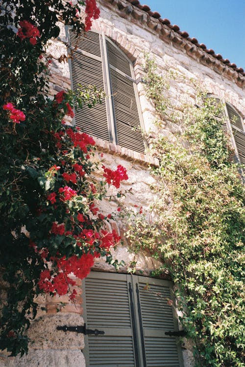 Základová fotografie zdarma na téma dřevěný, květiny, okenice