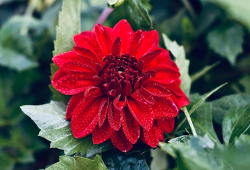 Red Flower in Close Up Photography