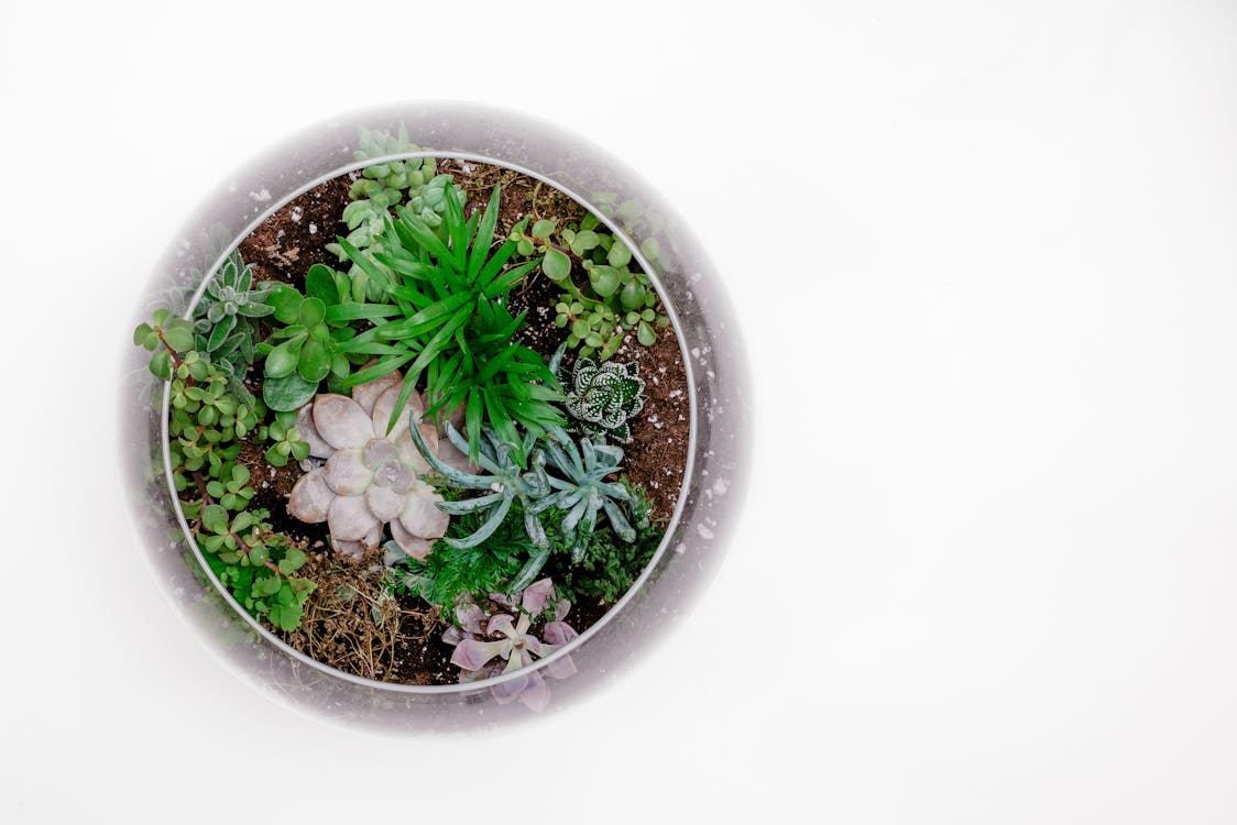 Green Succulent Plant in Terrarium