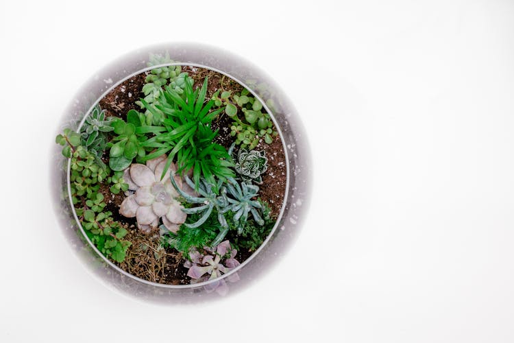 Green Succulent Plant In Terrarium