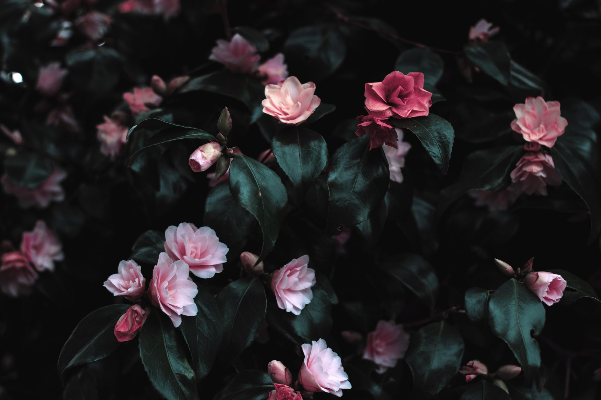 Floral Premium Background
