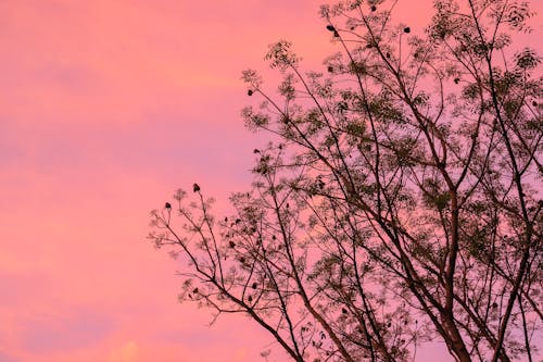 Foto d'estoc gratuïta de arbre, arbres, bonic capvespre