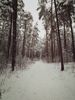 A tranquil snowy path through a dense pine forest during winter, capturing the serene beauty of nature.