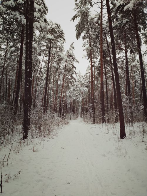 Free A tranquil snowy path through a dense pine forest during winter, capturing the serene beauty of nature. Stock Photo