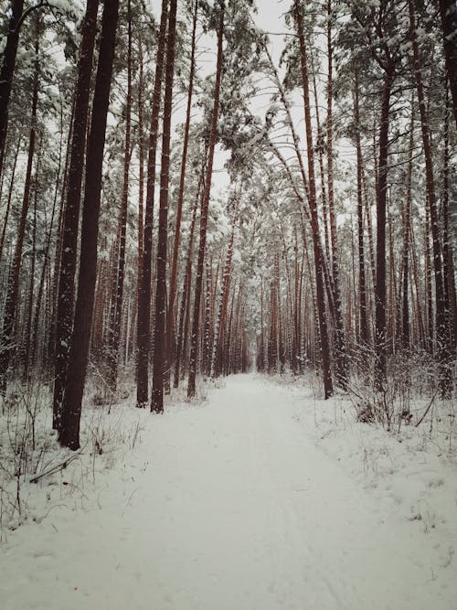 Kostenloses Stock Foto zu bäume, draußen, frost