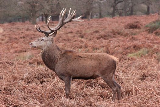 Brown Deer on Brown Grass Field