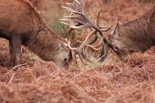 Two red deer engaged in a fierce antler clash amidst autumn foliage.