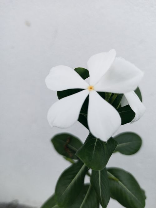 Free stock photo of 2020 wallpaper, alone, be happy Stock Photo