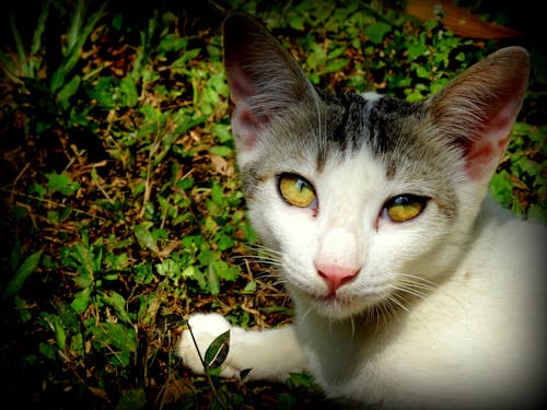 Free stock photo of cat, cat eye, cat face