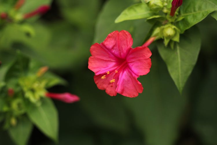 Red Flower In Tilt Shift Lens