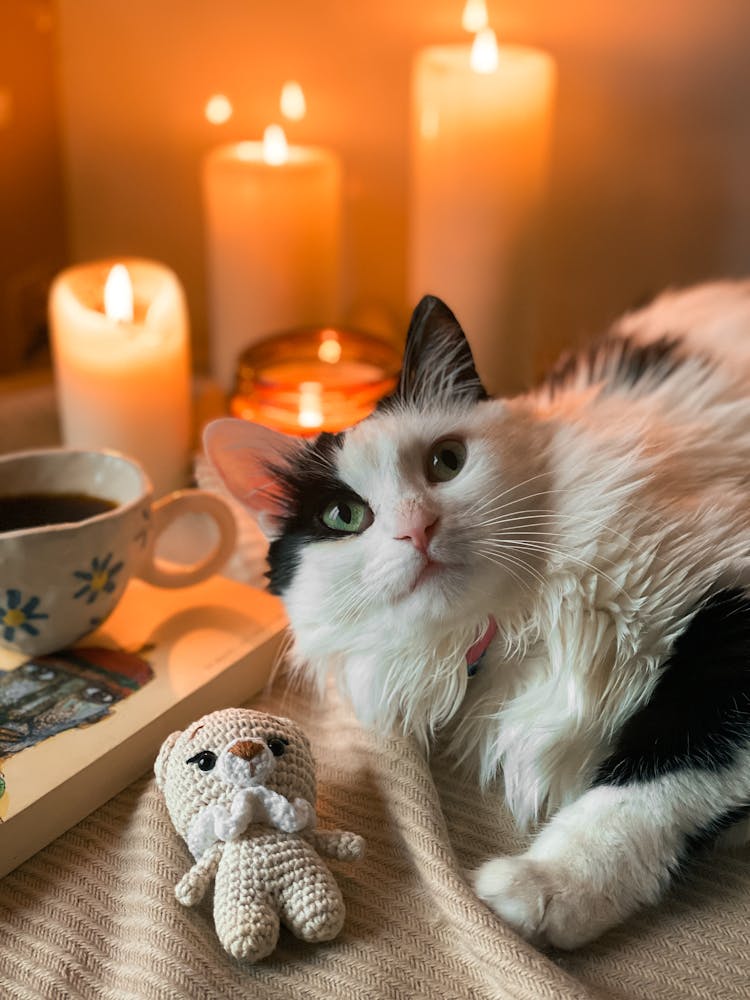 White And Black Cat Beside A Bear Plush Toy