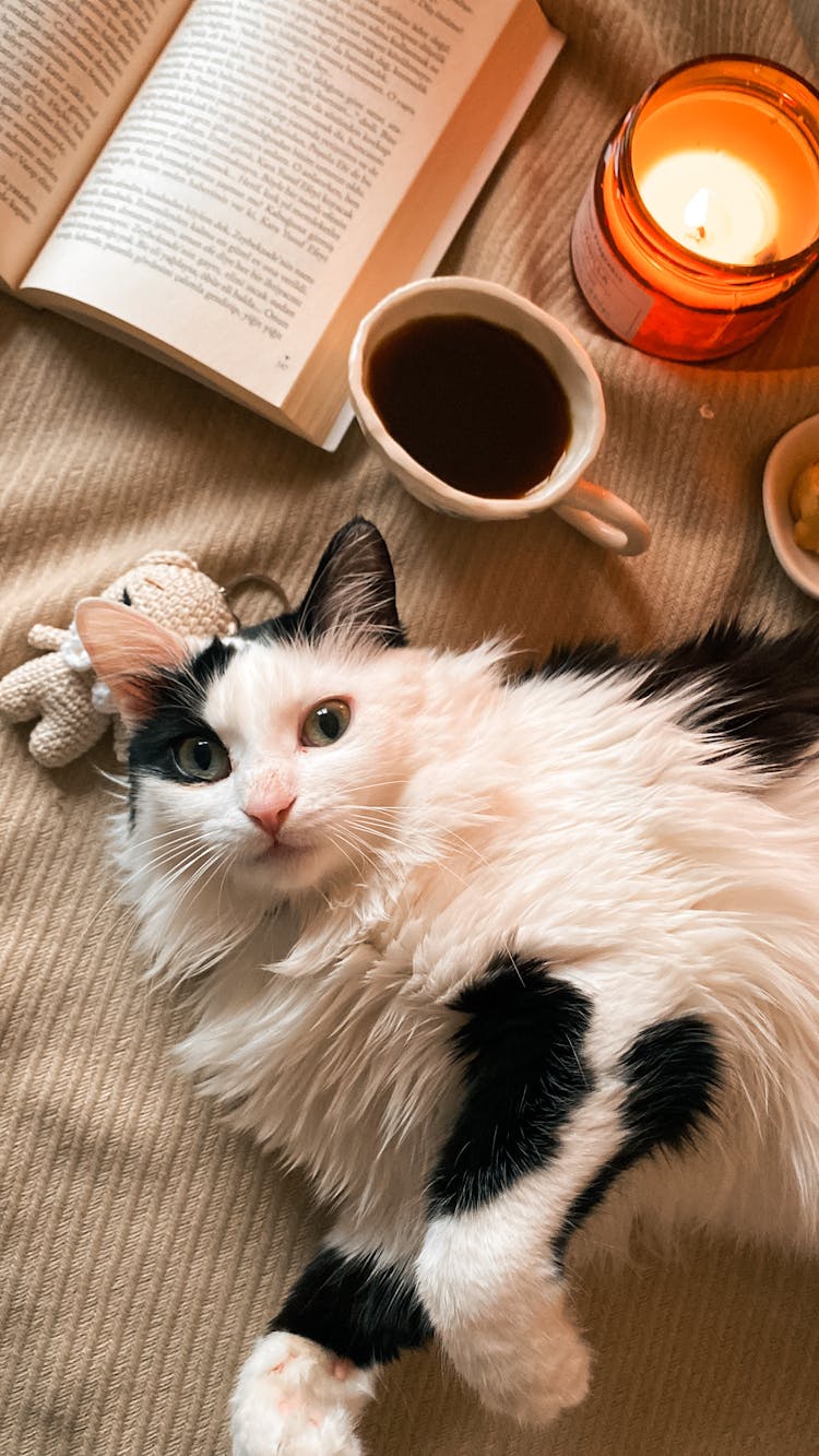 Overhead Shot Of A Tuxedo Cat Beside A Mug And An Open Book