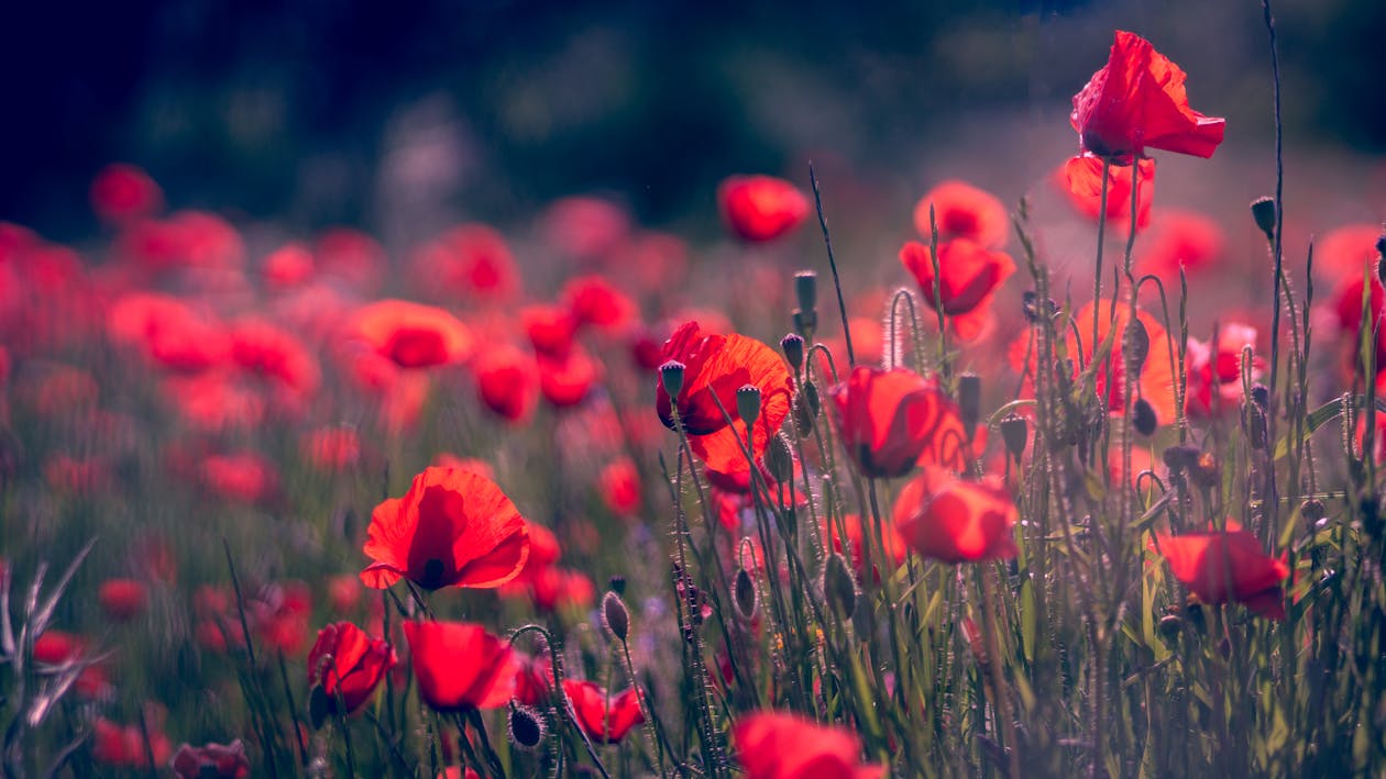 Photo De Mise Au Point Peu Profonde De Fleurs Rouges