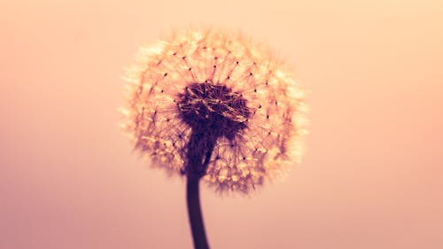 Macro Shot Photography of Dandelion