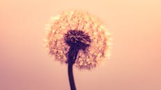 铅笔的艺术特写在柔和的粉色背景下，突出了其精致的种子