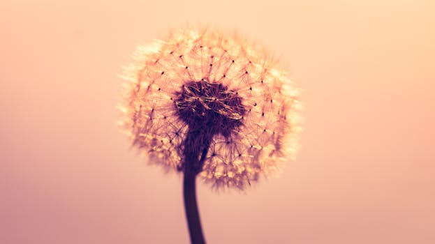 铅笔的艺术特写在柔和的粉色背景下，突出了其精致的种子