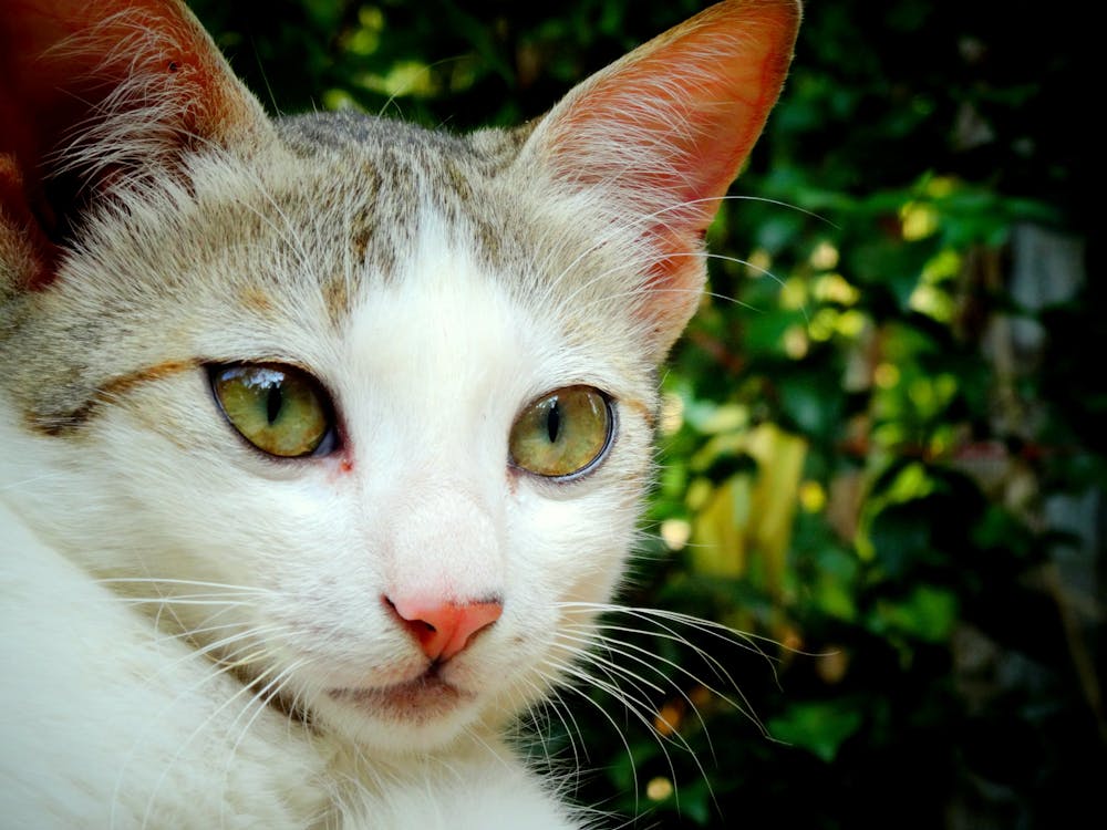 Free stock photo of cat, cat eye, cat face