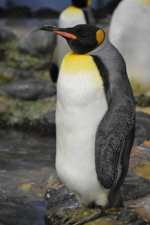 かわいらしい, ペンギン, ペンギン科の無料の写真素材