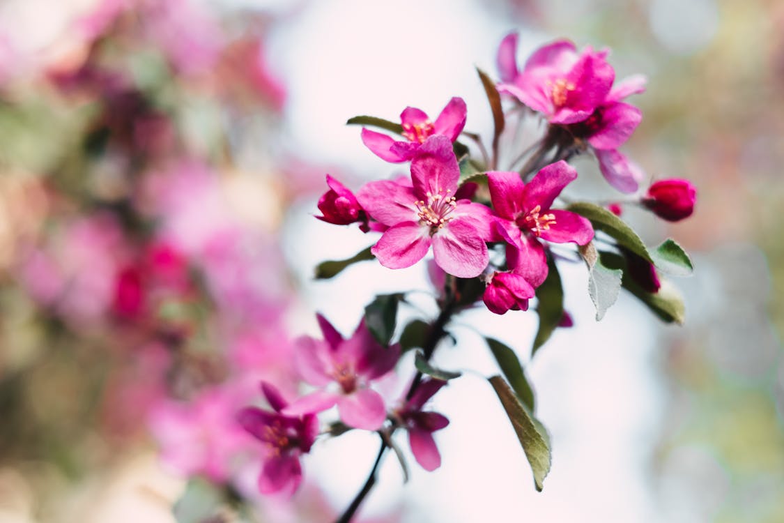 Free Selective Focus Photography of Pink Petal Flower Stock Photo