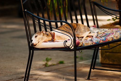 躺在黑色金屬框架多色軟墊扶手椅上的白色灰色和棕色短塗狗的照片