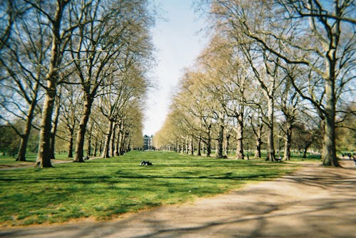 Free stock photo of 35mm film, autumn trees, blue sky