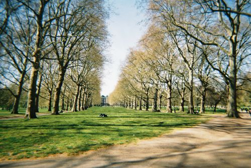 Free stock photo of 35mm film, autumn trees, blue sky Stock Photo