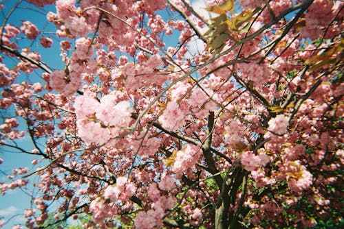 Free stock photo of 35mm, 35mm film, beautiful flower
