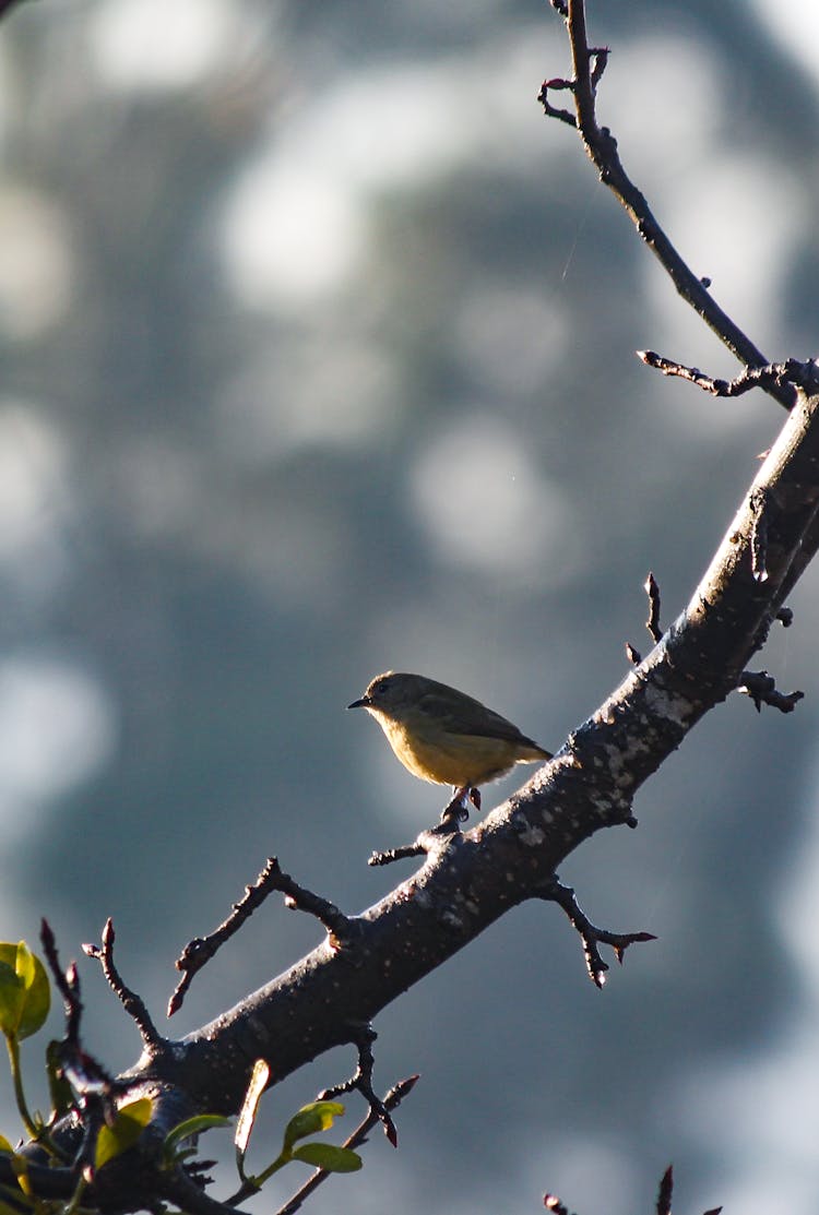 Bird On Branch