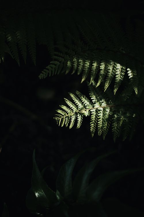 Free Striking fern leaves captured in a moody play of sunlight and shadow. Stock Photo