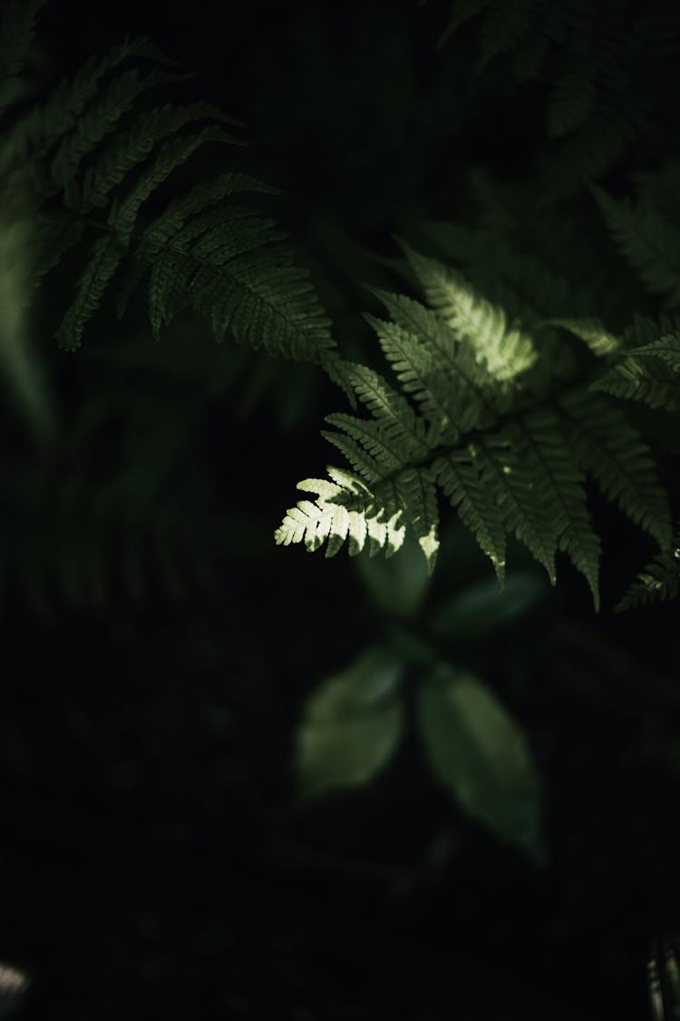 Green Leaves In Close-up Photography