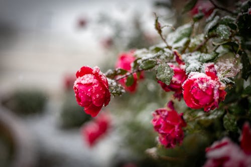 Kostenloses Stock Foto zu blühen, blumen, blumenphotographie