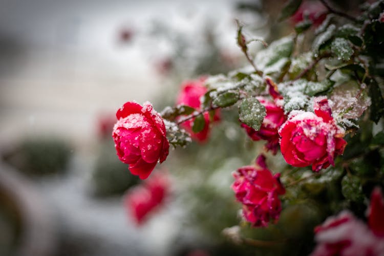 Red Flowers With Snow In Tilt Shift Lens