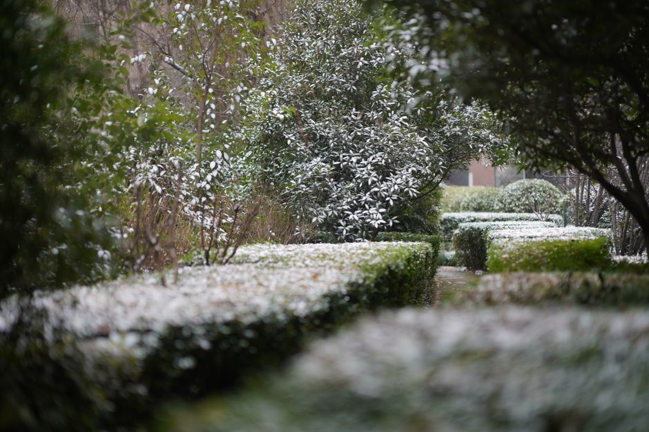 Serene winter garden with snow-dusted hedges and trees, ideal for seasonal themes.