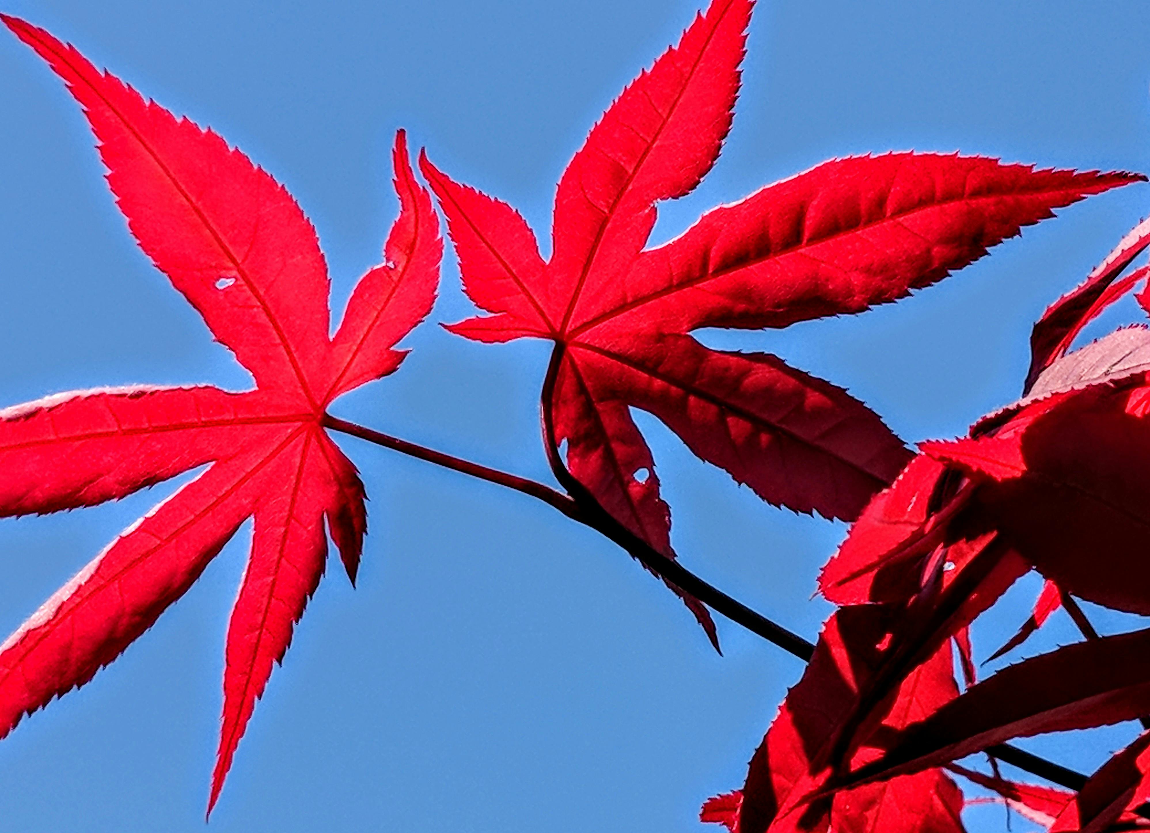 Free stock photo of Japanese maple tree, red, red leaves