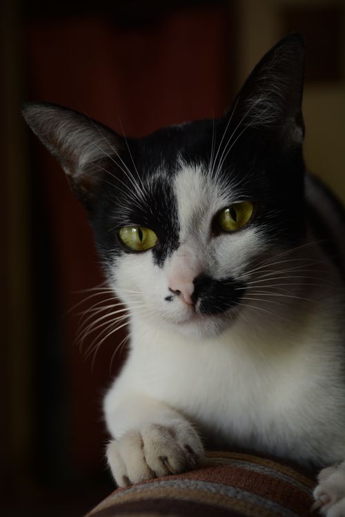 Free Close-up of a black and white cat with striking green eyes, indoors Stock Photo