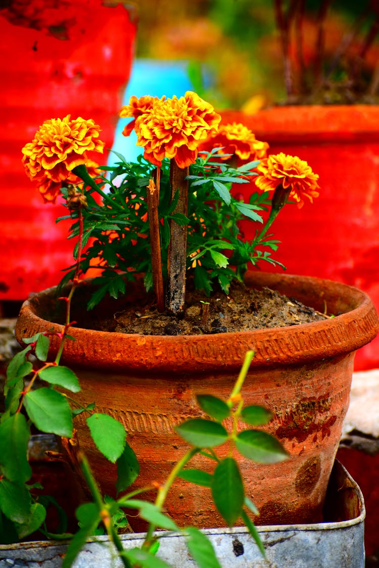 Potted Mexican Marigold In Bloom